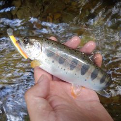 増水の渓でミノーイング